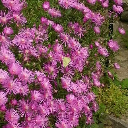 Al Mutpron Frühstückspension