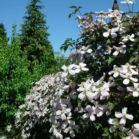 Al Mutpron Bed & Breakfast