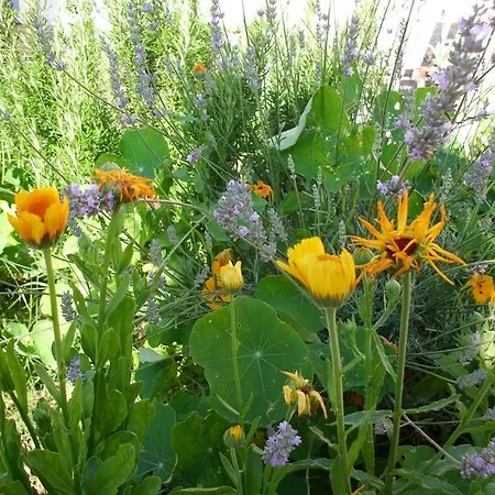 Al Mutpron Frühstückspension