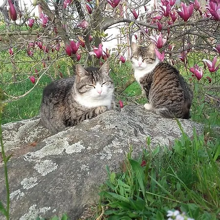 Bed & Breakfast Al Mutpron 3*