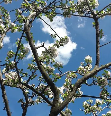 Al Mutpron Frühstückspension 3*