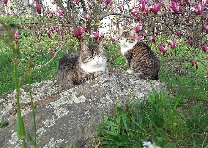 Oda ve Kahvaltı Al Mutpron 3*