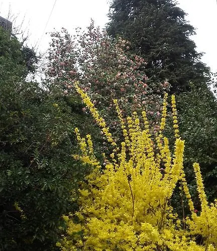 Oda ve Kahvaltı Al Mutpron 3*