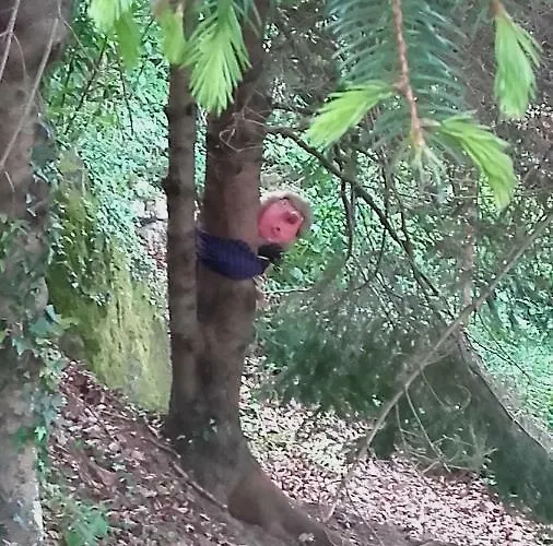 Al Mutpron Oda ve Kahvaltı Casale Corte Cerro